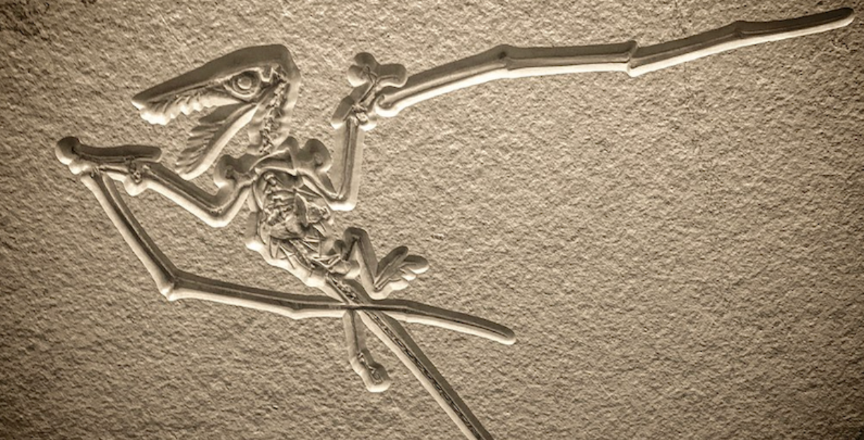 Mẫu hoá thạch của loài Rhamphorhynchus muensteri. Ảnh: Zissoudisctrucker/Wikipedia.