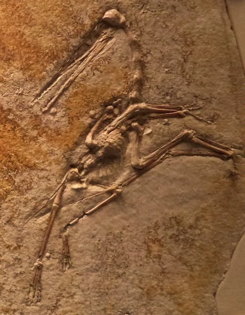 Mẫu vật A P. antiquus (AMNH 1942) cho thấy dấu vết của cơ ở ngực và màng cánh. Ảnh: Meg Stewart/Wikipedia.