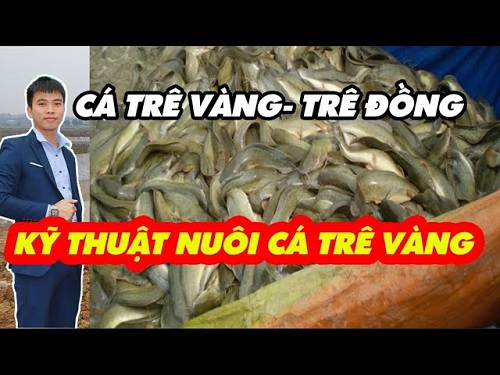 tong cuc thuy san.jpg