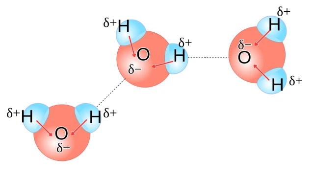 Ảnh minh hoạ tương tác giữa các phân tử nước với nhau. Nước là một phân tử dạng chữ V, có một mặt tích điện âm (vị trí nguyên tử oxi) và hai đầu tích điện dương (vị trí hai nguyên tử hydro). Các phân tử nước lân cận tương tác với nhau bằng liên kết hydro, được thể hiện bằng đường nét chấm trong ảnh. Ảnh: Wikimedia Commons.