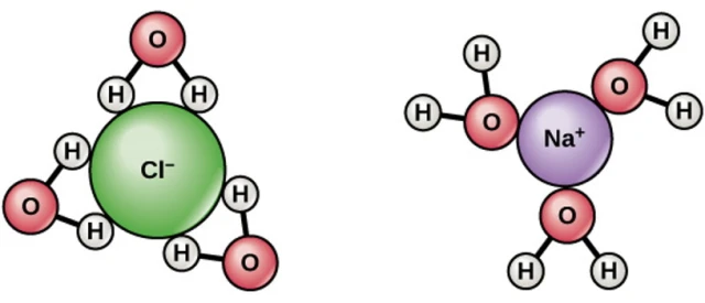Khi mất một electron, ion natri sẽ vui vẻ hoà tan trong nước, tương tự ion clo cũng vậy khi có được một electron. Điều đó sẽ có lợi hơn nhiều về mặt năng lượng cho electron đó, trong trường hợp của natri, là khi bắt cặp với một ion hydro (một proton tự do). Ảnh: RockEDU/Đại học Rockefeller.