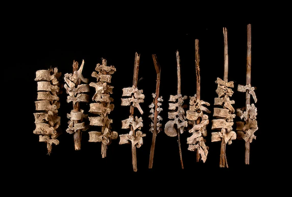 Ở Peru, một nhà khảo cổ học đã phân tích nhiều bộ xương đốt sống người Andean. Ông cho rằng có lẽ người xưa ráp chúng lại để tưởng nhớ tổ tiên. Ảnh: C. O'shea.