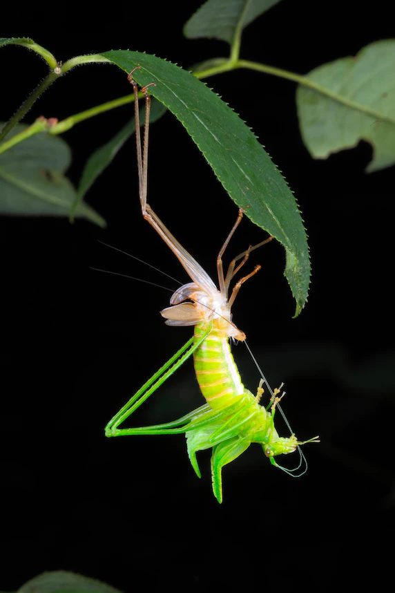 Nhiều côn trùng, ví dụ như con muồm muỗm Scudder này, cần lột xác để lớn lên. Ảnh: George Grall, Nat Geo Image Collection.