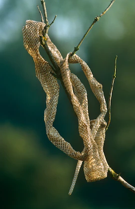Có thể xác định một loài rắn từ lớp da lột của nó (trong ảnh là da rắn Aesculape). Ảnh: Ingo Arndt, Nature Picture Library.
