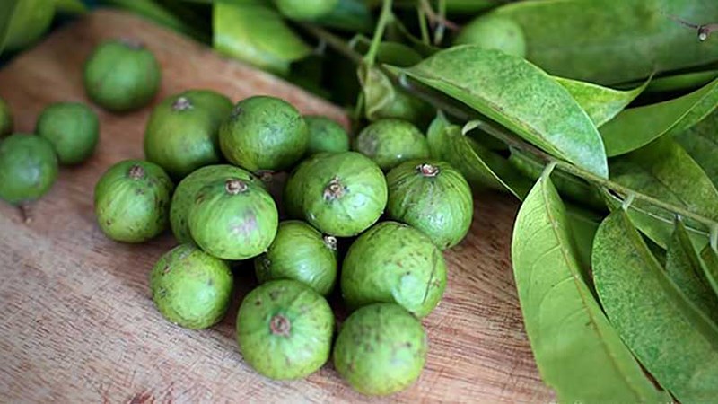 qua-sau-la-qua-gi-qua-sau-bao-nhieu-tien-1kg-va-nau-mon-gi-tipsnote-800x450-2.jpg