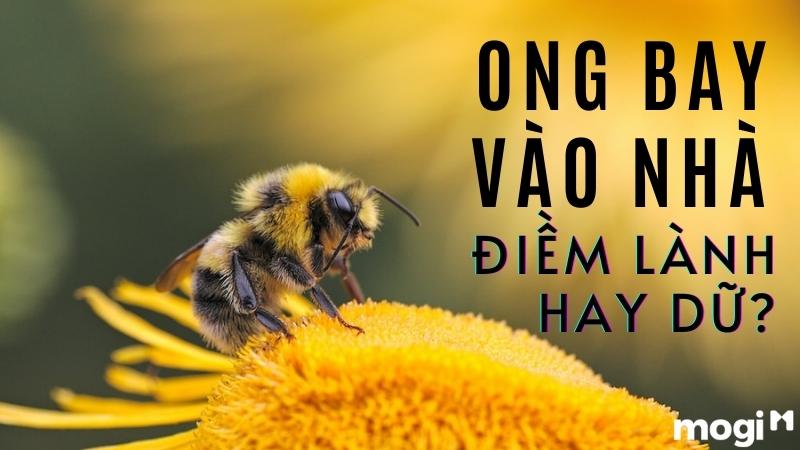 ong-bay-vao-nha.jpg ong-bay-vao-nha.jpg