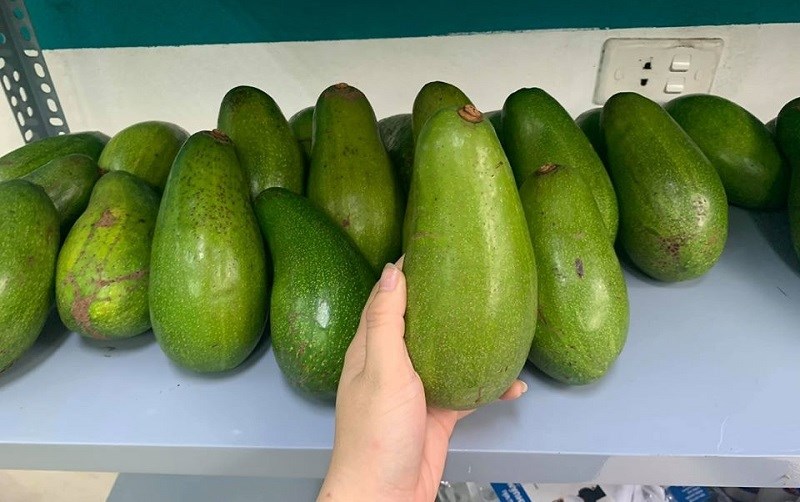 cay-giong-bo-tu-quy.jpg cay-giong-bo-tu-quy.jpg