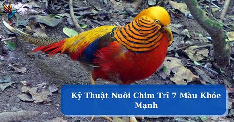 chim-tri-7-mau-1.jpg