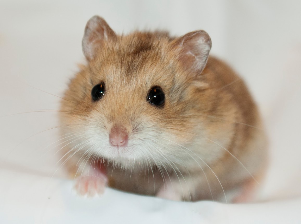 chuot-hamster-campell.jpg