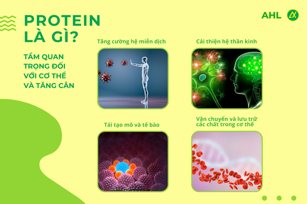 tam-quan-trong-cua-protein-doi-voi-co-the-va-qua-trinh-tang-can-2.png