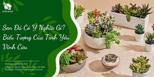 sen-da-co-y-nghia-gi.jpg