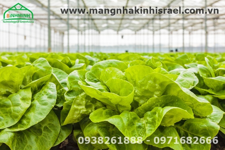 Mang nha kinh khang luu huynh - 11.jpg Mang nha kinh khang luu huynh - 11.jpg