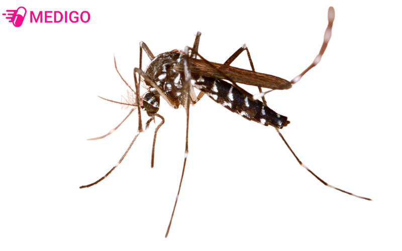 Hinh-anh-muoi-van-Chau-A-Muoi-Aedes-albopictus.png