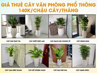 bảng giá thuê cây văn phòng-min.jpg