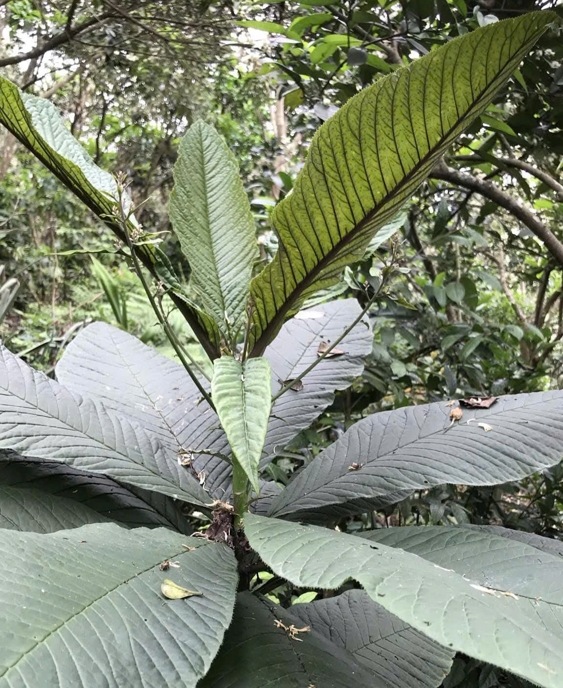 z7219109974208_f6a1af565bf8c3f90397f780b0baff07 (1).jpg