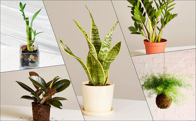 Cây xanh trang trí mang lại sinh khí cho căn hộ