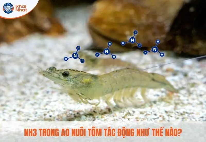 nh3-trong-ao-tom-tac-dong-nhu-the-nao.png