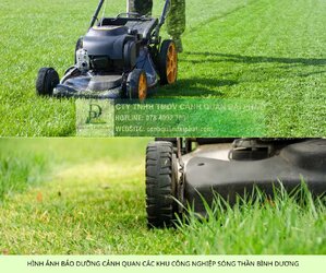 chăm sóc cảnh quan kcn sóng thần bình dương 1.jpg