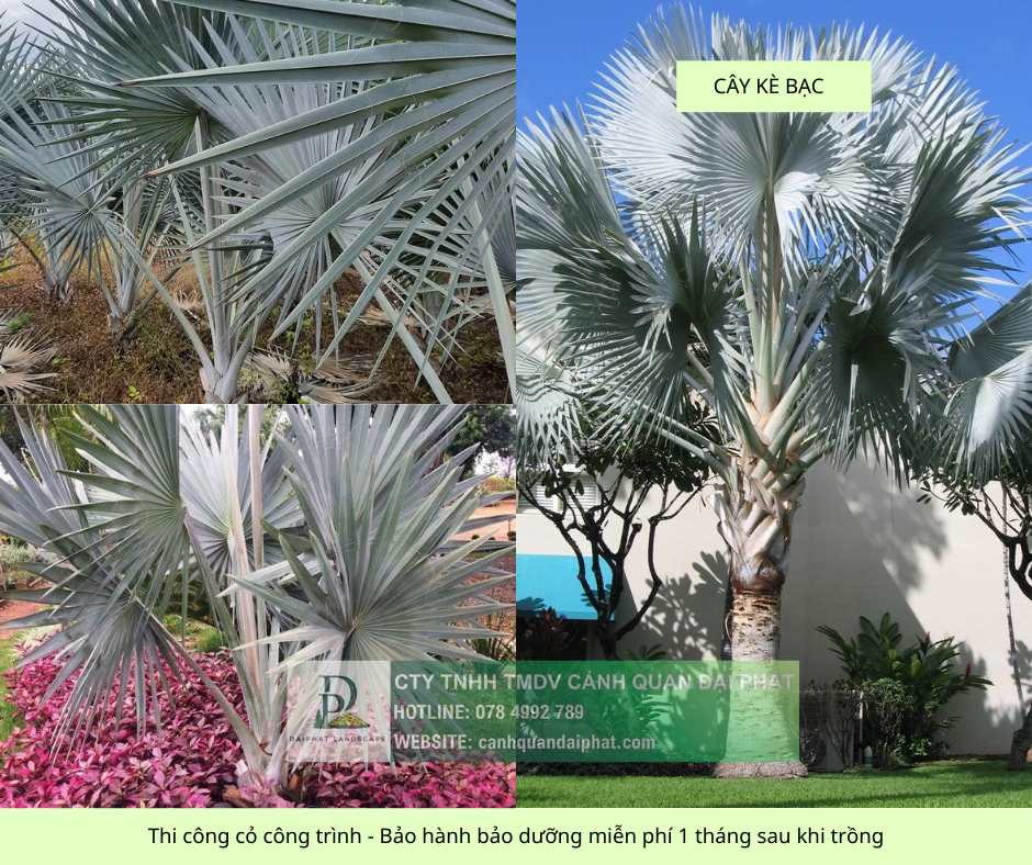 thi công cỏ cây xanh công trình Đồng Nai, Bình Dương, TPHCM, Bà Rịa Vũng Tàu 8.jpg