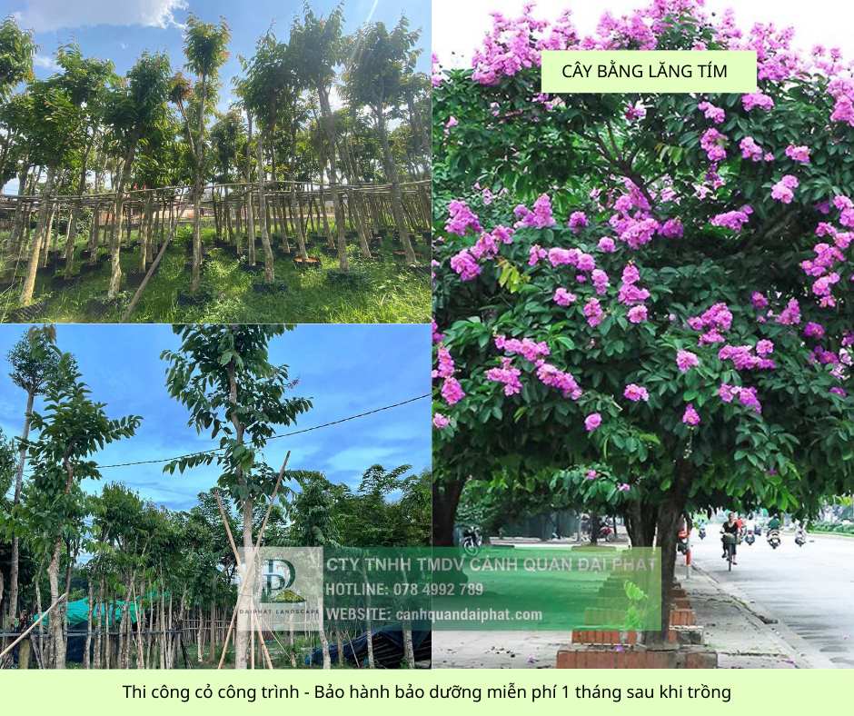 thi công cỏ cây xanh công trình Đồng Nai, Bình Dương, TPHCM, Bà Rịa Vũng Tàu 10.jpg