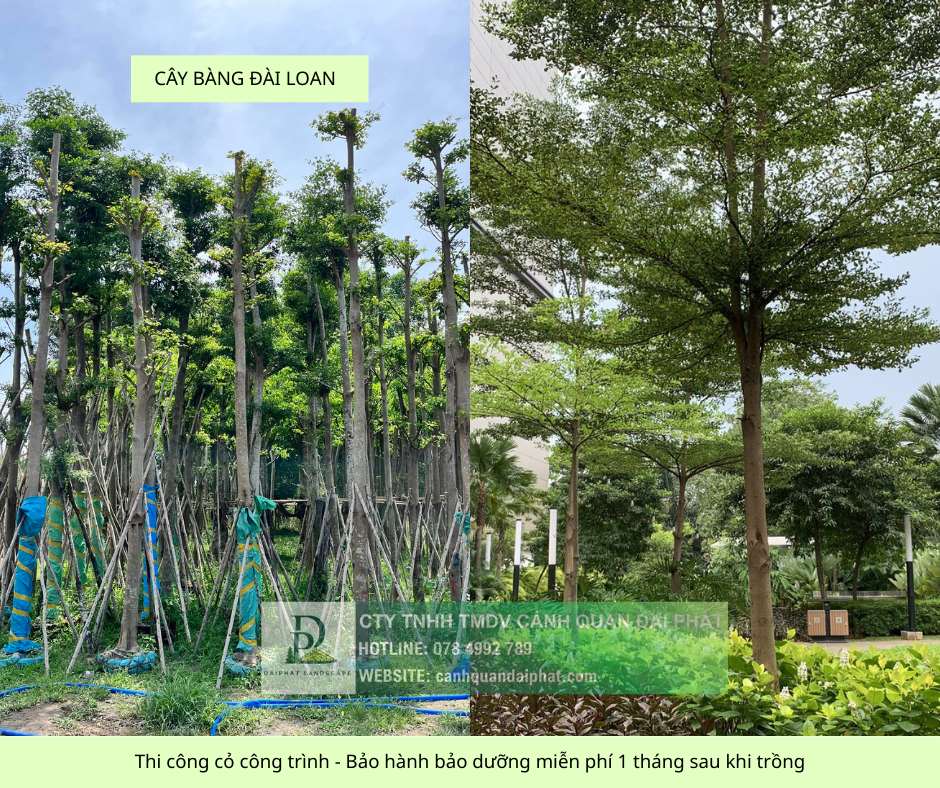 thi công cỏ cây xanh công trình Đồng Nai, Bình Dương, TPHCM, Bà Rịa Vũng Tàu 11.jpg