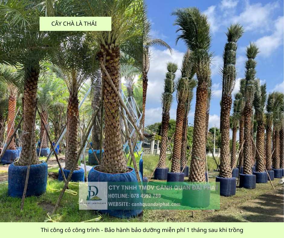 thi công cỏ cây xanh công trình Đồng Nai, Bình Dương, TPHCM, Bà Rịa Vũng Tàu 12.jpg