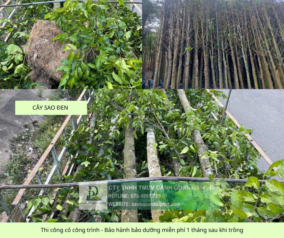 thi công cỏ cây xanh công trình Đồng Nai, Bình Dương, TPHCM, Bà Rịa Vũng Tàu 13.jpg