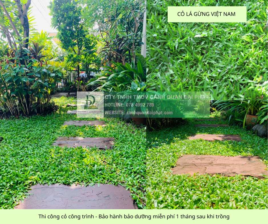 trồng cỏ giá rẻ khu công nghiệp đồng nai 110126 2.jpg