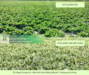 trồng cỏ công trình bảo hành bảo dưỡng miễn phí 1 tháng sau khi trồng 2.jpg