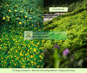 trồng cỏ công trình bảo hành bảo dưỡng miễn phí 1 tháng sau khi trồng 4.jpg