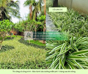 trồng cỏ công trình bảo hành bảo dưỡng miễn phí 1 tháng sau khi trồng 5.jpg