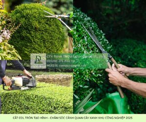 cham soc canh quan kcn loc an binh son 4.jpg cham soc canh quan kcn loc an binh son 4.jpg