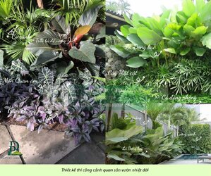 thiết kế thi công cảnh quan sân vườn 290126 4.jpg