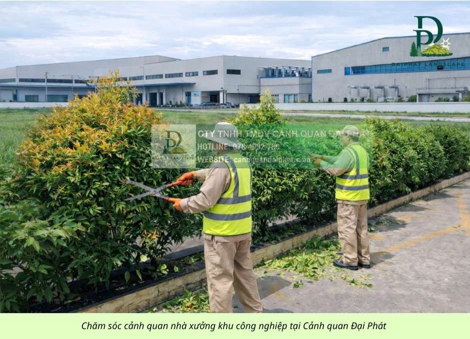 chăm sóc cảnh quan công ty nhà xưởng khu công nghiệp 090226 6.jpg