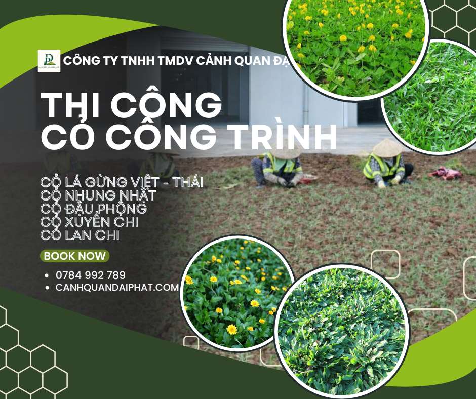 thi công cỏ công trình 230226 2.jpg