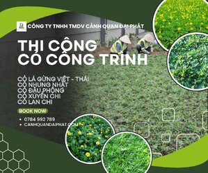 thi công cỏ công trình 230226 1.jpg