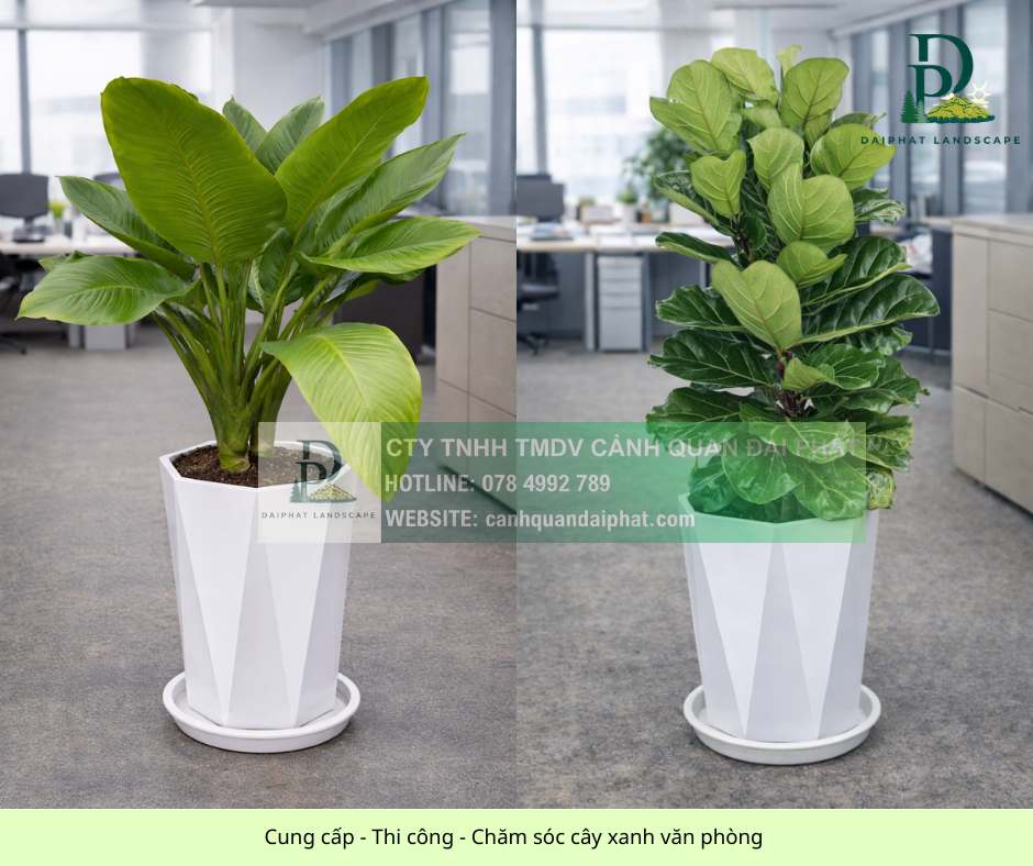 Cung cấp thi công chăm sóc cây xanh văn phòng 060326 2.jpg