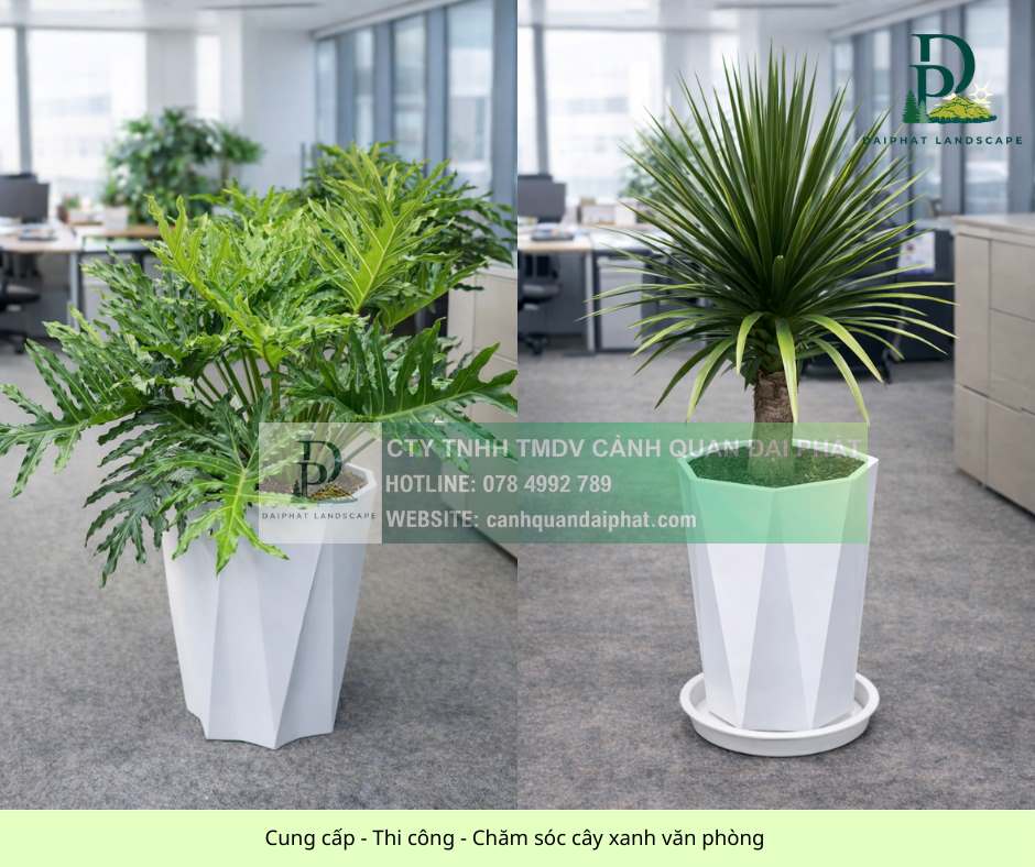 Cung cấp thi công chăm sóc cây xanh văn phòng 060326 3.jpg