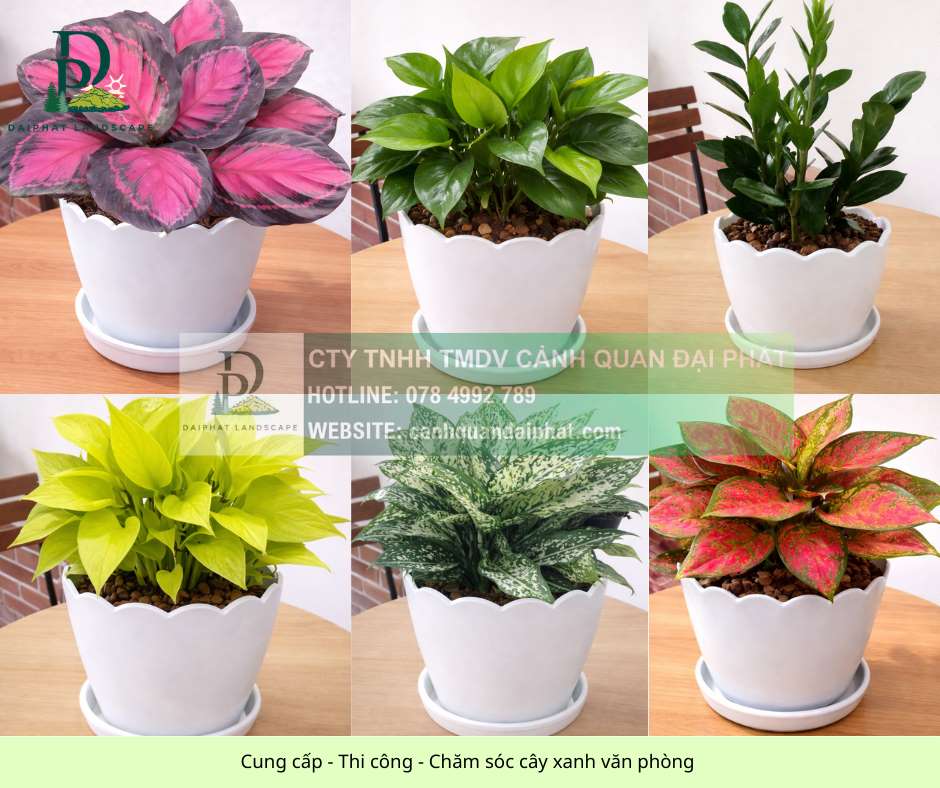 Cung cấp thi công chăm sóc cây xanh văn phòng 060326 4.jpg