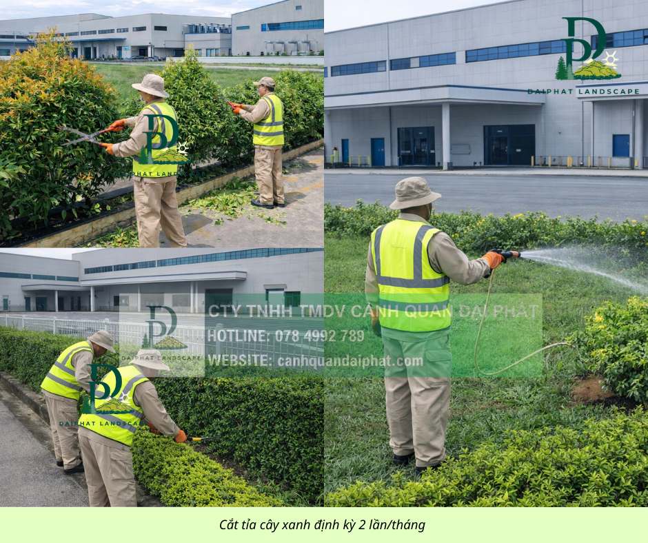 chăm sóc cắt tỉa cây xanh thảm cỏ công trình Đồng Nai  090326 3.jpg