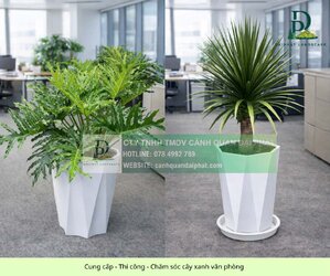 Cung cấp thi công chăm sóc cây xanh văn phòng 060326 3.jpg