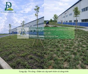 Cung cấp thi công chăm sóc cây xanh thảm cỏ công trình Đồng Nai  070326 2.jpg