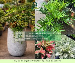 Cung cấp thi công chăm sóc cây xanh văn phòng  120326 1.jpg