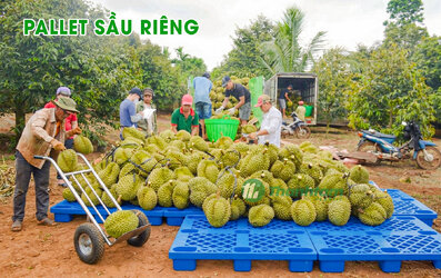 thu-hoach-sau-rieng.jpg