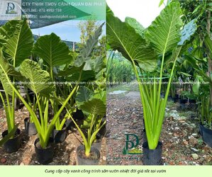 Cung cấp cây sân vườn nhiệt đới 310326 1.jpg Cung cấp cây sân vườn nhiệt đới 310326 1.jpg