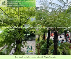 Cung cấp cây sân vườn nhiệt đới 310326 2.jpg Cung cấp cây sân vườn nhiệt đới 310326 2.jpg