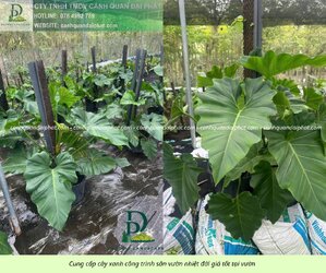 Cung cấp cây sân vườn nhiệt đới 310326 3.jpg Cung cấp cây sân vườn nhiệt đới 310326 3.jpg