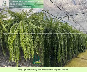 Cung cấp cây sân vườn nhiệt đới 310326 4.jpg Cung cấp cây sân vườn nhiệt đới 310326 4.jpg