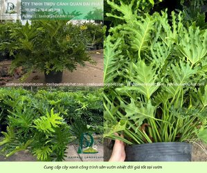 Cung cấp cây sân vườn nhiệt đới 310326 5.jpg Cung cấp cây sân vườn nhiệt đới 310326 5.jpg