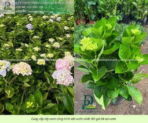 Cung cấp cây sân vườn nhiệt đới 310326 6.jpg Cung cấp cây sân vườn nhiệt đới 310326 6.jpg